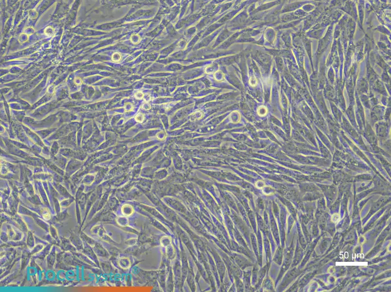 Rabbit Skeletal Muscle Cell Complete Medium - 5