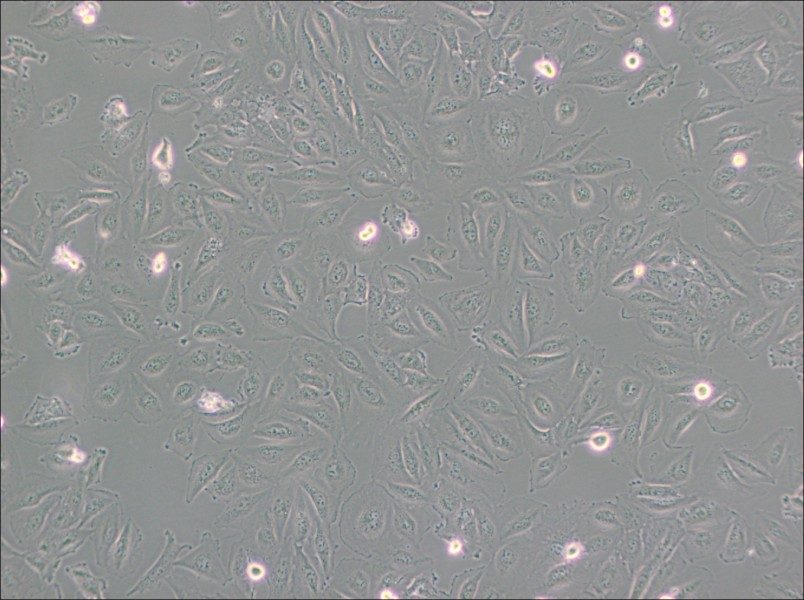 Daoy Cell Complete Medium - 2