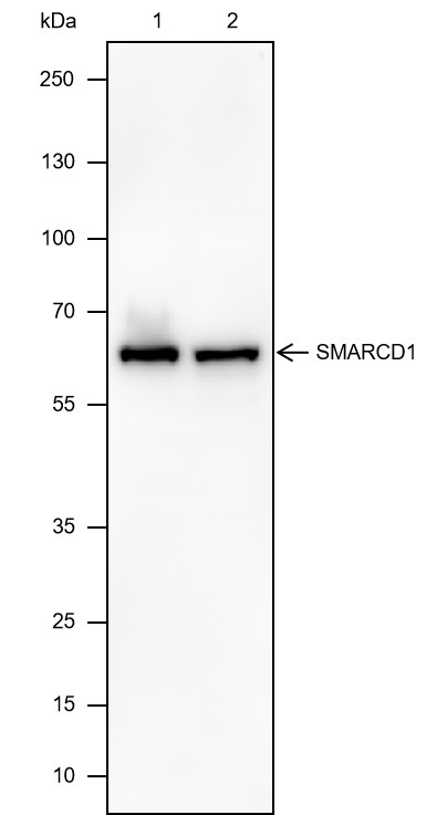 Recombinant SMARCD1 Monoclonal Antibody-searchlist-1