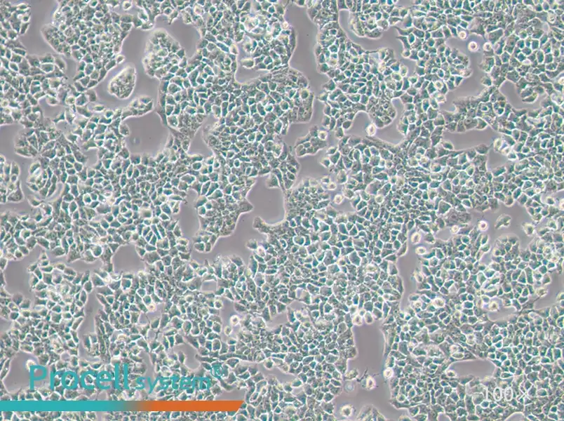 RH-35 Cell Complete Medium - 1