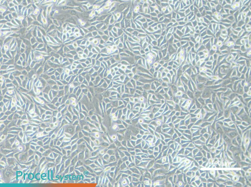 NCTC clone 929 Cell Complete Medium - 3