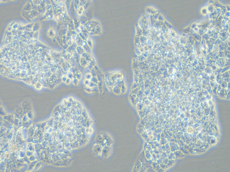 Hep G2-LUC Cell Complete Medium - 5