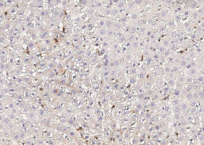 Recombinant CD68 Monoclonal Antibody - small - 2
