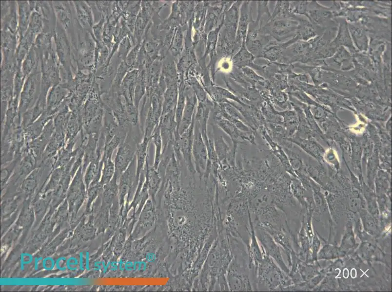 hTERT-HPNE Cell Complete Medium - 4