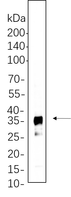 Recombinant IκB-α Monoclonal Antibody-searchlist-1