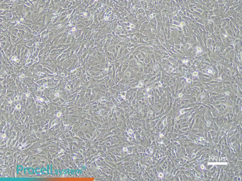 Rabbit Urethral Epithelial Cell Complete MediumRabbit Urethral Epithelial Cell Complete Medium - 2