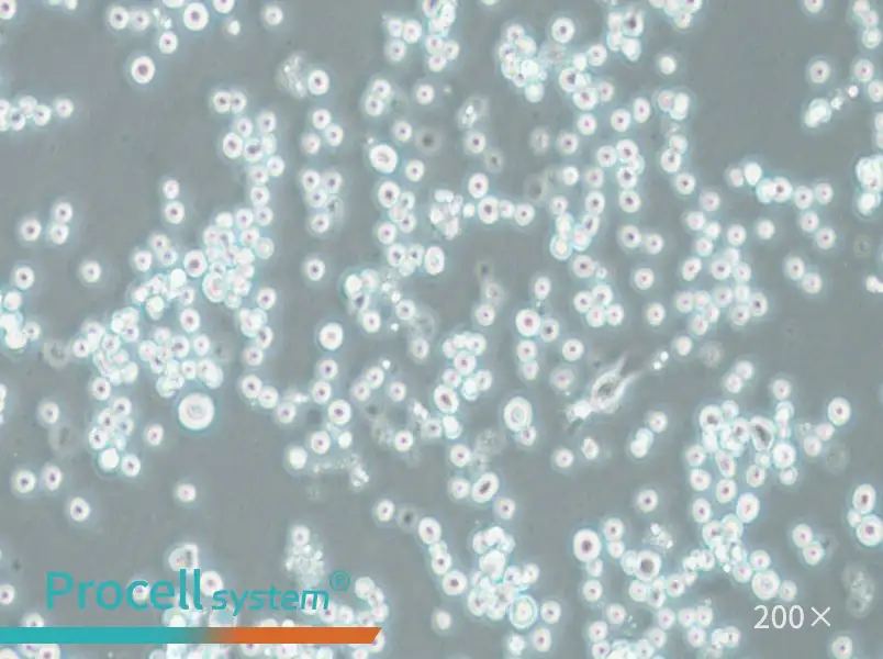 COLO 201 Cell Complete Medium - small - 6