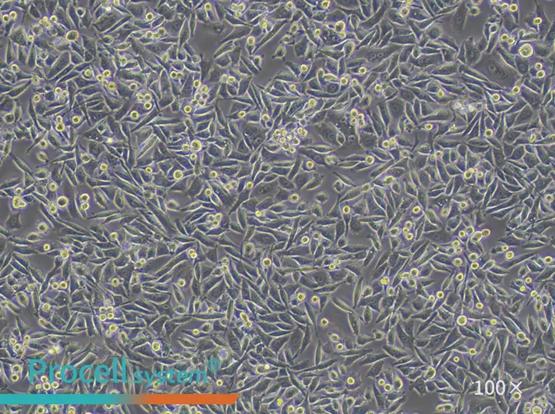 PC-3 Cell Complete Medium - 2