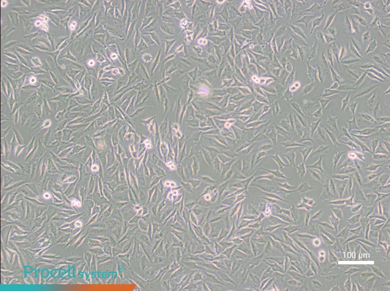 LN229 [LN-229; LNT-229]LN229 [LN-229; LNT-229] - 3