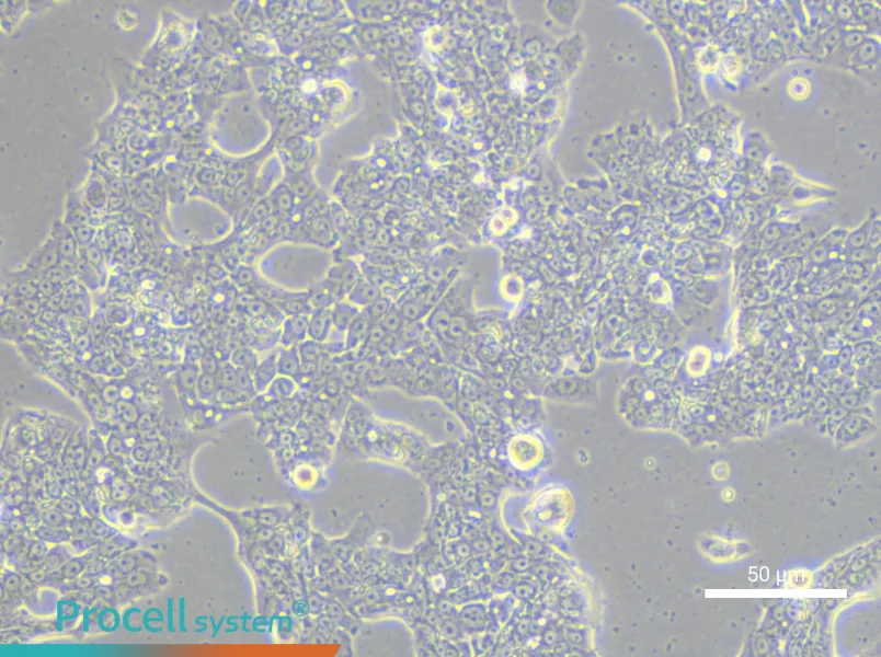 NCI-H1435NCI-H1435 - 4