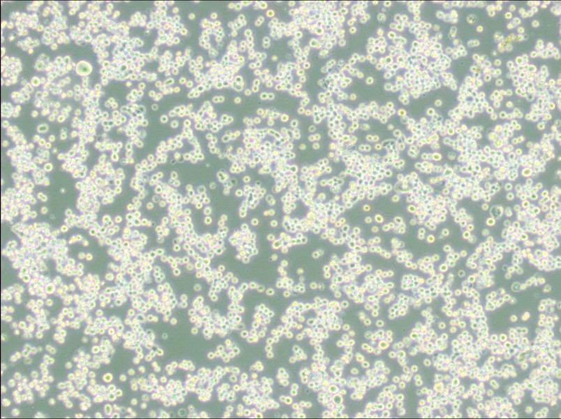 MR1 Cell Complete Medium-searchlist-1