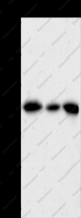 AKR1A1 Polyclonal Antibody - 1