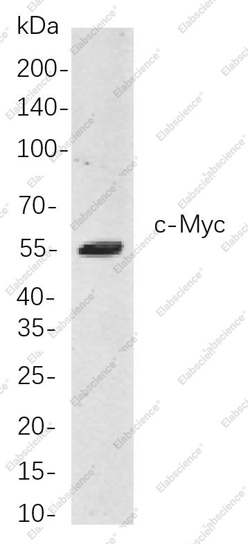 Recombinant c-Myc Monoclonal Antibody - 1