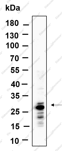 Recombinant MTCO2 Monoclonal Antibody - 1