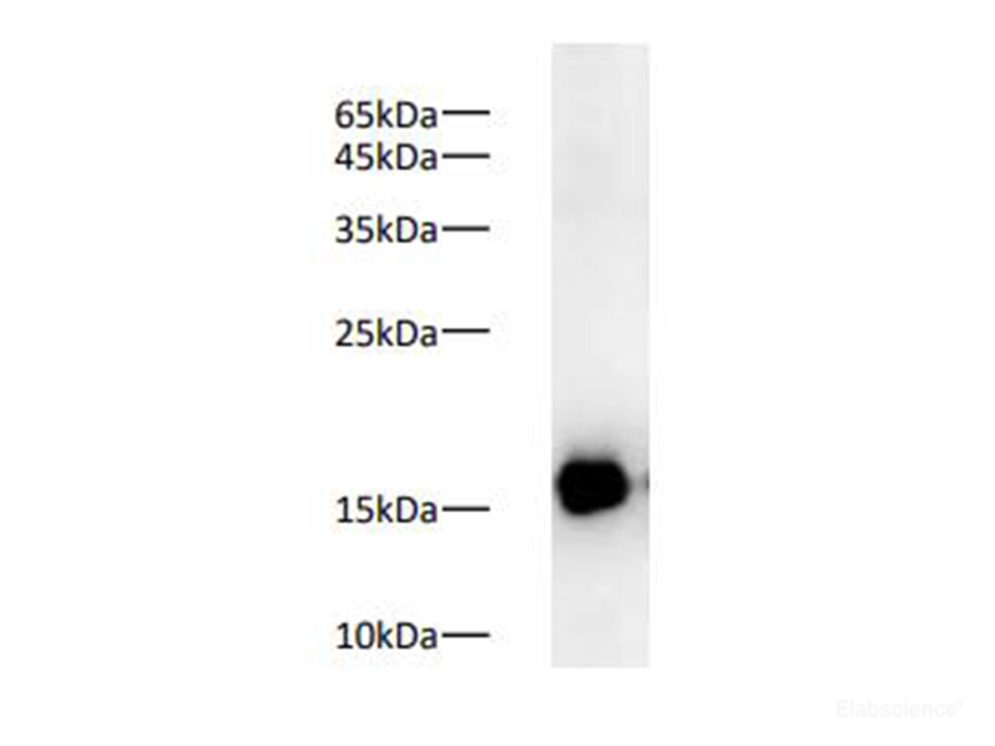 PE/Elab Fluor® 594 Mouse IgM, κ Isotype Control[MM-30]-产品推荐-1