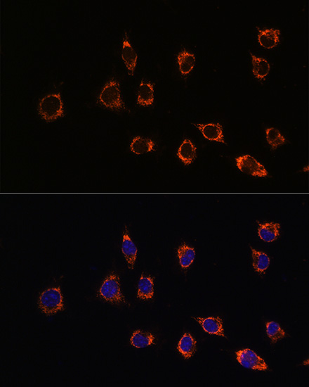 Immunofluorescence analysis of L929 cells using DJ-1/PARK7 Polyclonal Antibody at dilution of 1:100 (40x lens). Blue: DAPI for nuclear staining.