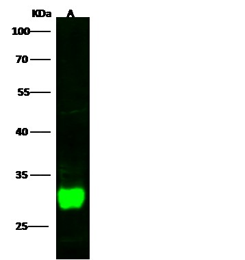 Recombinant DCUN1D2/DCN1-like protein 2 Monoclonal Antibody-searchlist-1