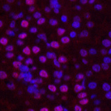 Immunofluorescence analysis of Mouse kidney tissue using Histone H2B Monoclonal Antibody at dilution of 1:200.