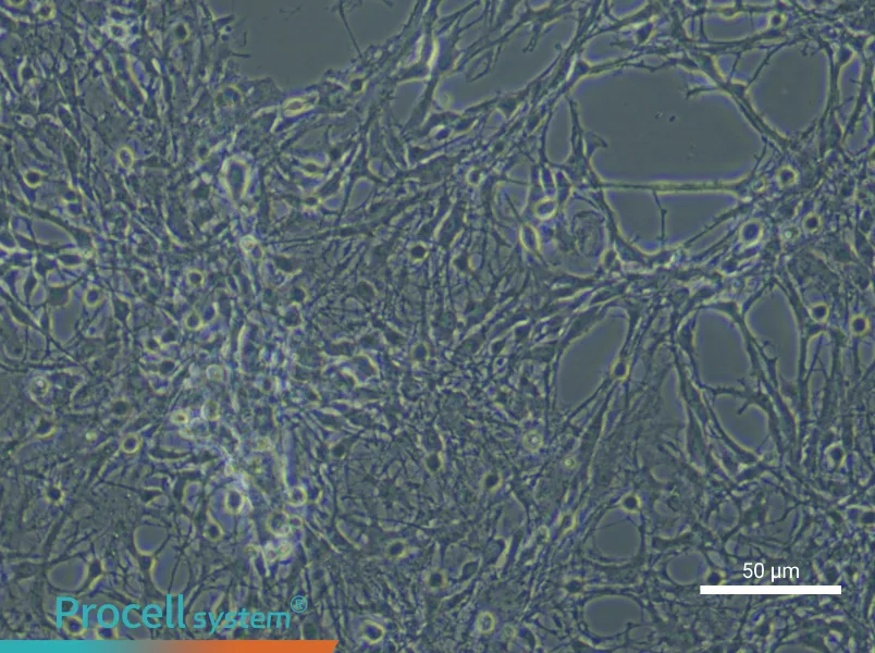 Mouse Astrocytes - 4
