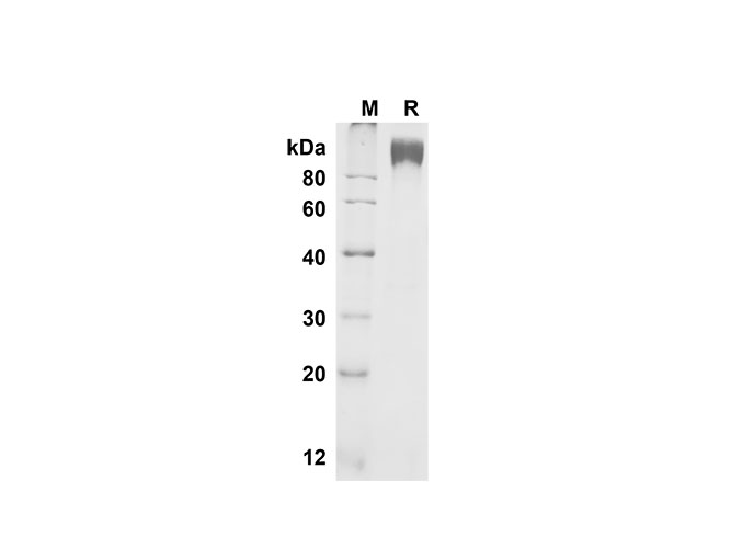 Recombinant Human EGF Protein(Fc Tag)-产品推荐-2