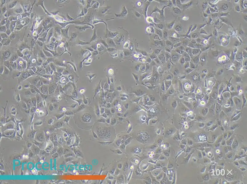SW 1990 (DMEM) Cell Complete MediumSW 1990 (DMEM) Cell Complete Medium - 3