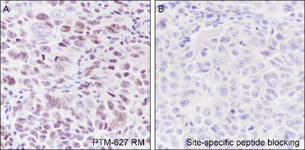 Recombinant Histone H3 (Di Methyl Lys56) Monoclonal Antibody-searchlist-2