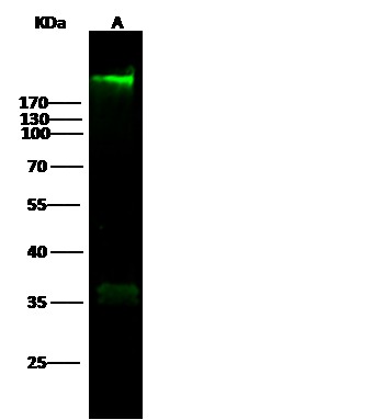 Recombinant Fibronectin Fragment 2 Monoclonal Antibody-searchlist-1