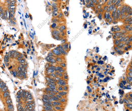 NCK1 Polyclonal Antibody - 3