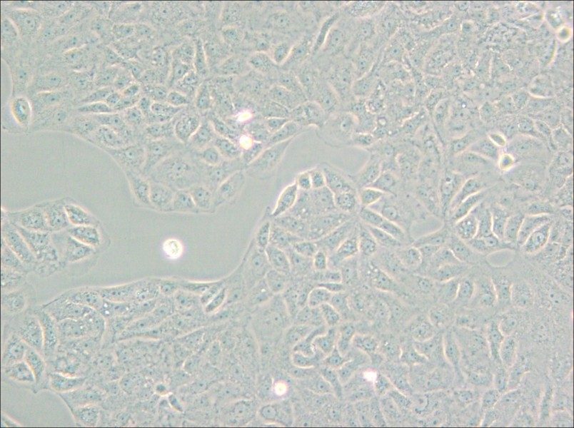 VERO C1008 [Vero E6] Cell Complete Medium - small - 5