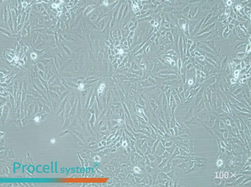 Hela Cell Complete Medium - 2