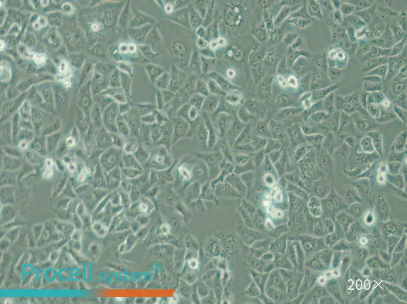 G-401 Cell Complete Medium - 4