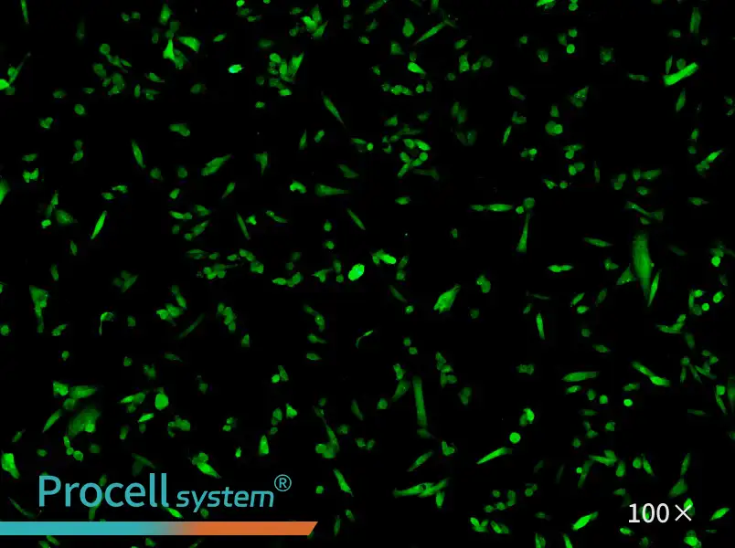 MDA-MB-231-GFP Cell Complete MediumMDA-MB-231-GFP Cell Complete Medium - 2