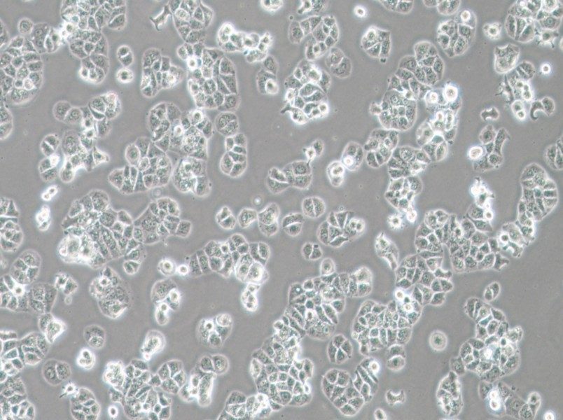 HCC1428 Cell Complete Medium - 2