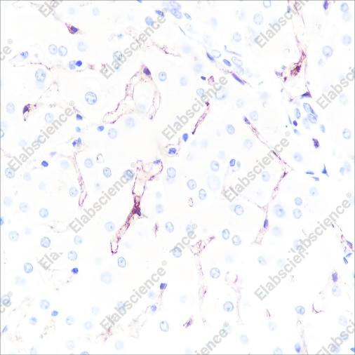 Recombinant Claudin-5 Monoclonal Antibody - 3