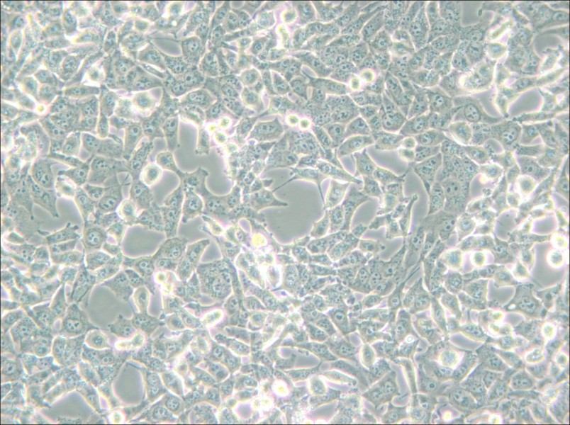 95-D [PLA-801D] Cell Complete Medium - 5