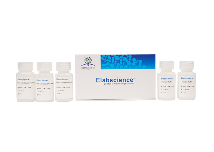 Intracellular Fixation/Permeabilization Buffer Kit