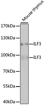 Western blot analysis of extracts of Mouse thymus using ILF3 Polyclonal Antibody at dilution of 1:1000.