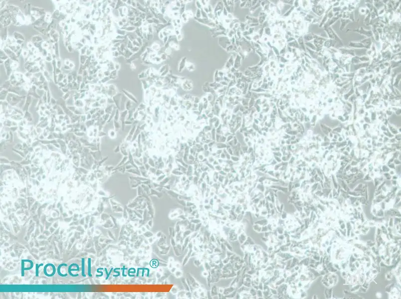 MES-SA Cell Complete MediumMES-SA Cell Complete Medium - 2