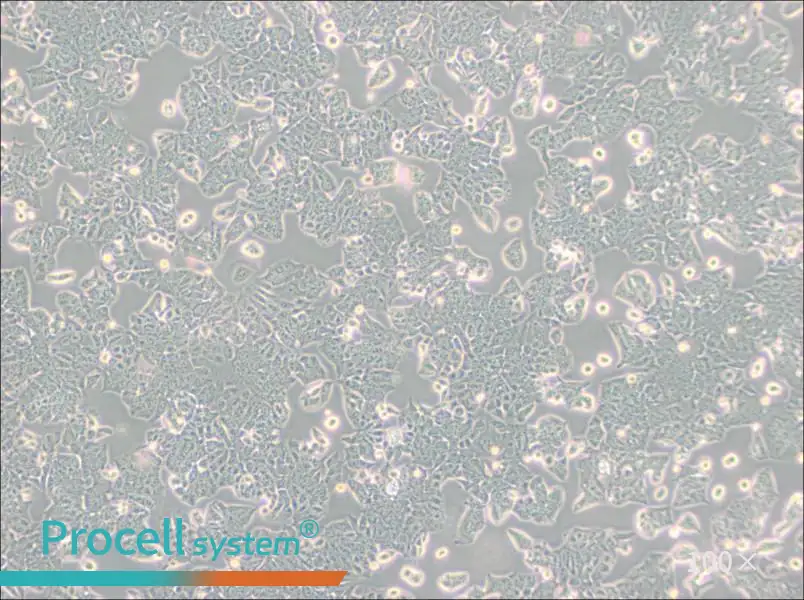 HCT-8 [HRT-18] Cell Complete Medium - 3