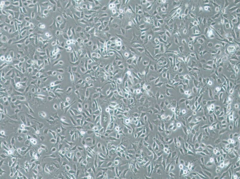 HBE135-E6E7 Cell Complete MediumHBE135-E6E7 Cell Complete Medium - 3