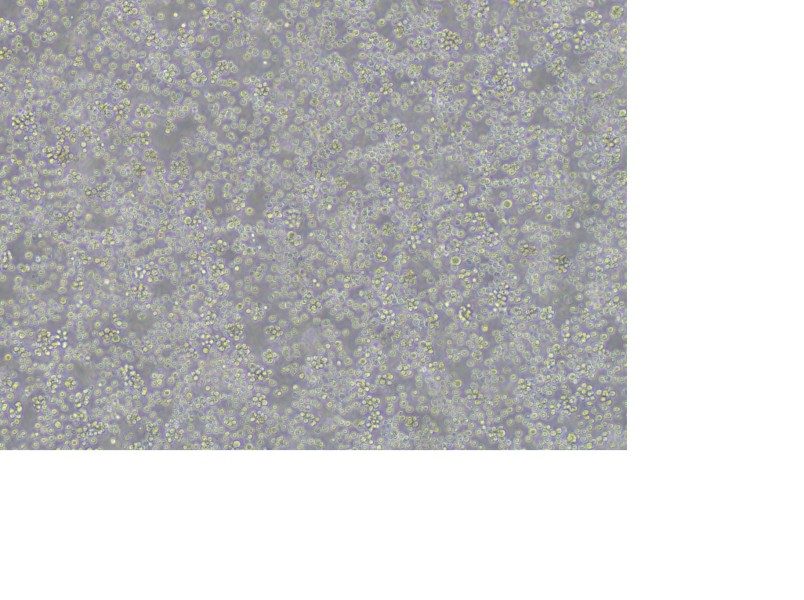 REC-1 Cell Complete Medium-searchlist-1