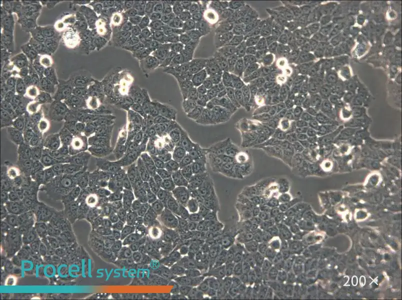 WSU-HN30 Cell Complete Medium - small - 6