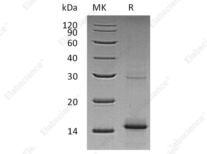 Recombinant Human GDF5/BMP-14 Protein - 1