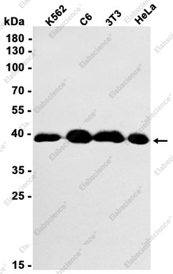 Recombinant Phospho-EIF2S1 (Ser51) Monoclonal Antibody - 2