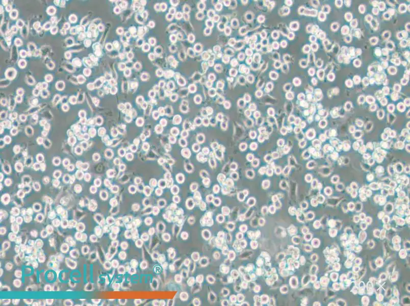 NCTC 1469 Cell Complete Medium - small - 6