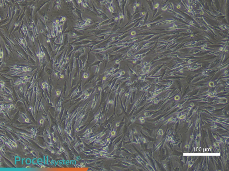 Mouse Brown Preadipocyte Complete Medium - 2