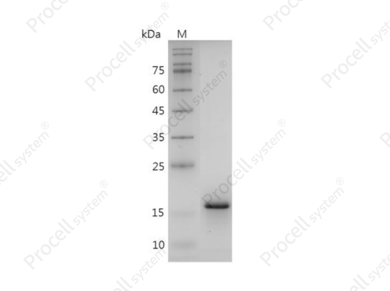 IL-1&alpha;/IL1F1, Mouse, Recombinant