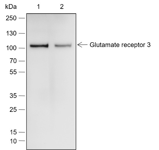 Recombinant Glutamate receptor 3 Monoclonal Antibody-searchlist-1