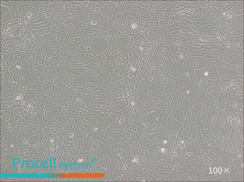 GC-1 spg Cell Complete Medium - 2