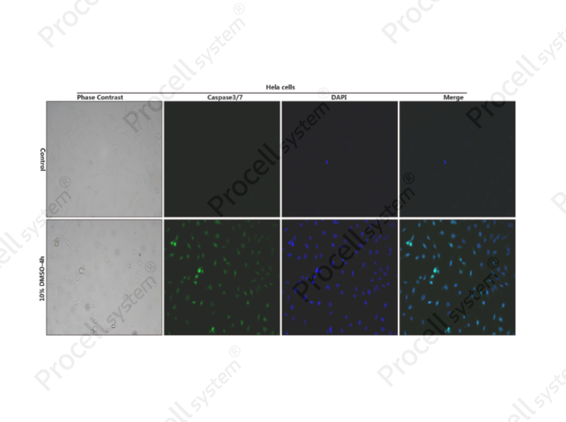 Caspase 3/7 and DAPI Double Staining Kit